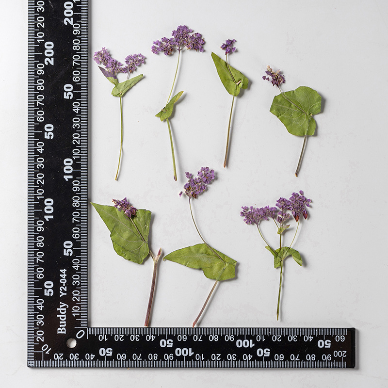 1Set Herbarium Bunga Fagopyrum - Resin Art Bookmark ulasan dan harga