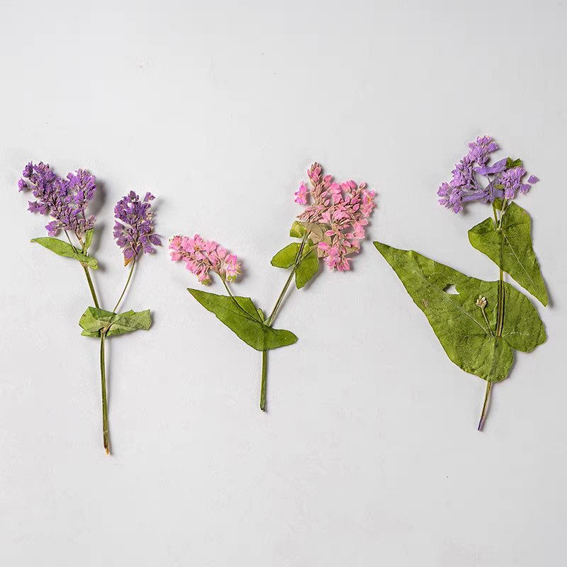 1Set Herbarium Bunga Fagopyrum - Resin Art Bookmark ulasan dan harga