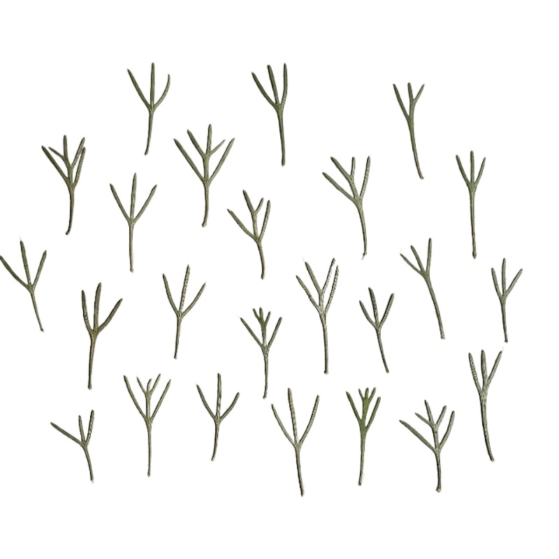 24pcs, Daun Achillea Asli yang - Resin Art Bookmark ulasan dan harga